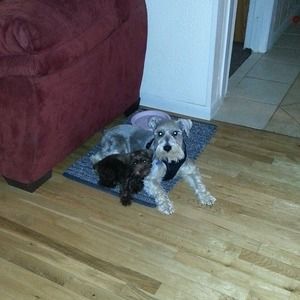 Meet your Posher, Diana